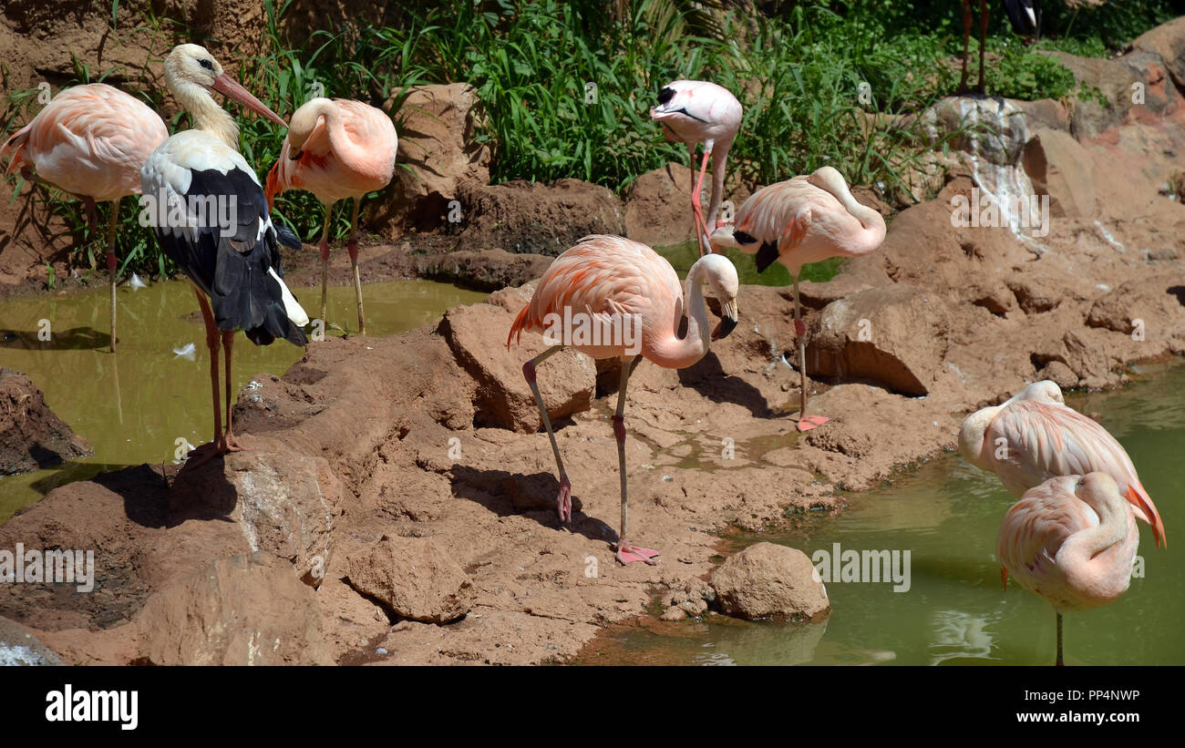 Flamingos und einem storck in der Nähe von Wasser. Mehr Flamingo (Phoenicopterus Roseus) Stockfoto