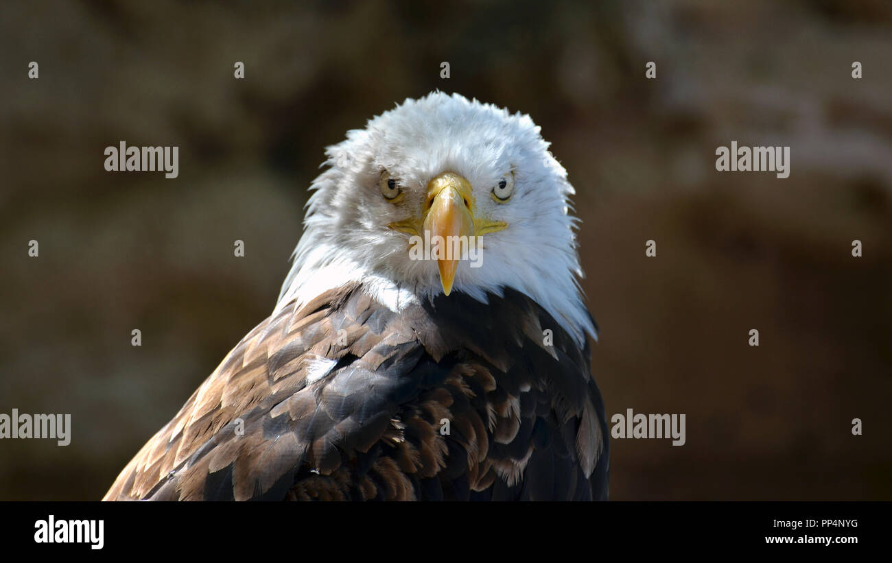 American Eagle, Weißkopfseeadler Nahaufnahme portrait (Haliaeetus leucocephalus) Stockfoto