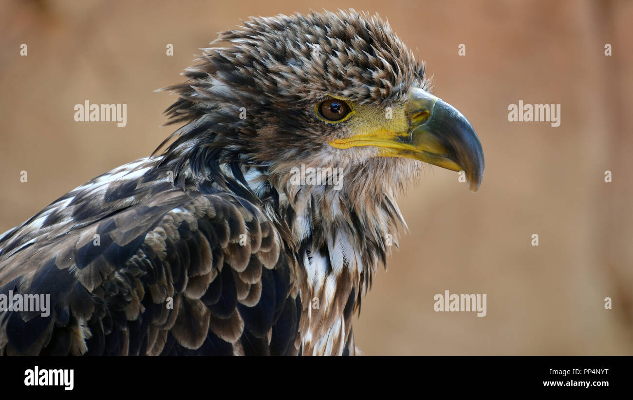 American Eagle chic, Weißkopfseeadler Nahaufnahme portrait (Haliaeetus leucocephalus) Stockfoto