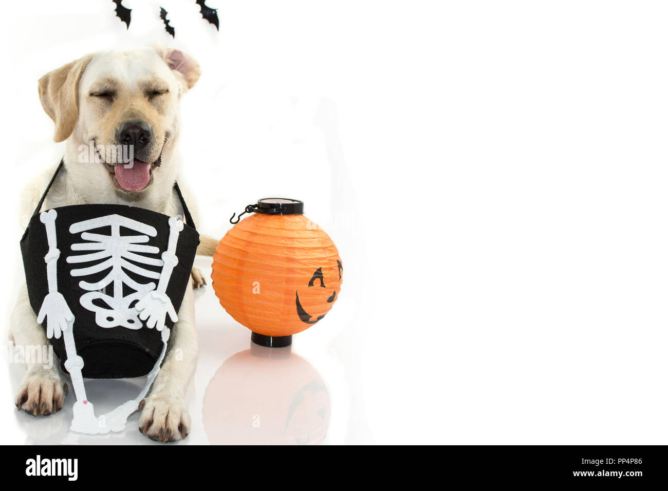 Halloween Hundepullover Kürbis Design - Party Kostüm Für Kleine Und Mittlere Hunde