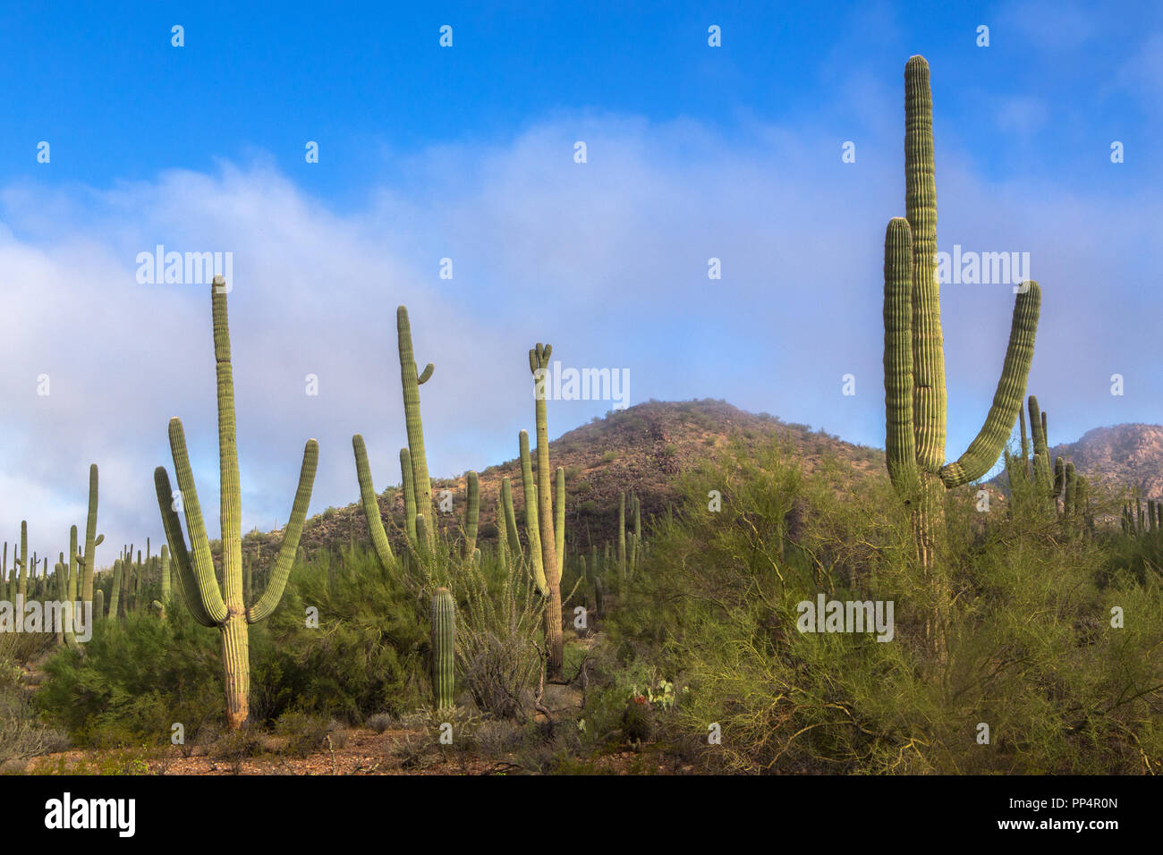 Saguaro Kaktus in Saguaro National Park West in den Morgen Stockfoto
