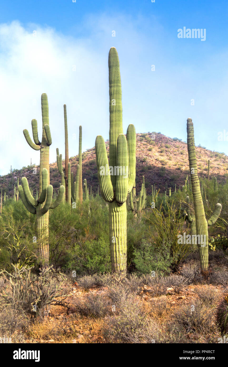 Saguaro Kaktus in Saguaro National Park West in den Morgen Stockfoto