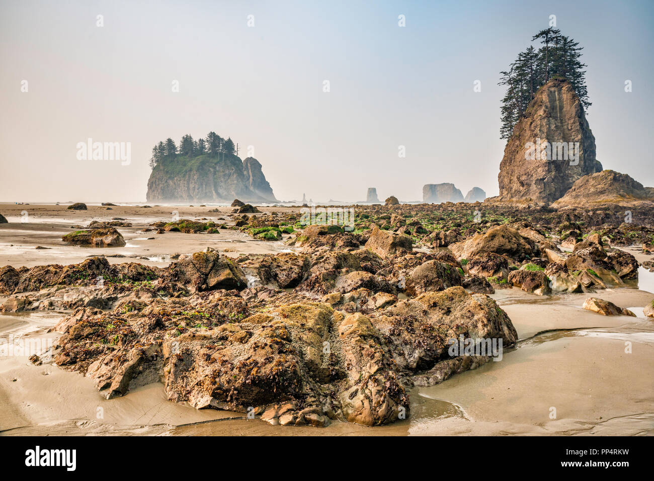 Quileute Nadeln sea Stacks, Felsen am zweiten Strand, Teil von La Push Strand, Pazifikküste, Olympic National Park, Washington State, USA Stockfoto