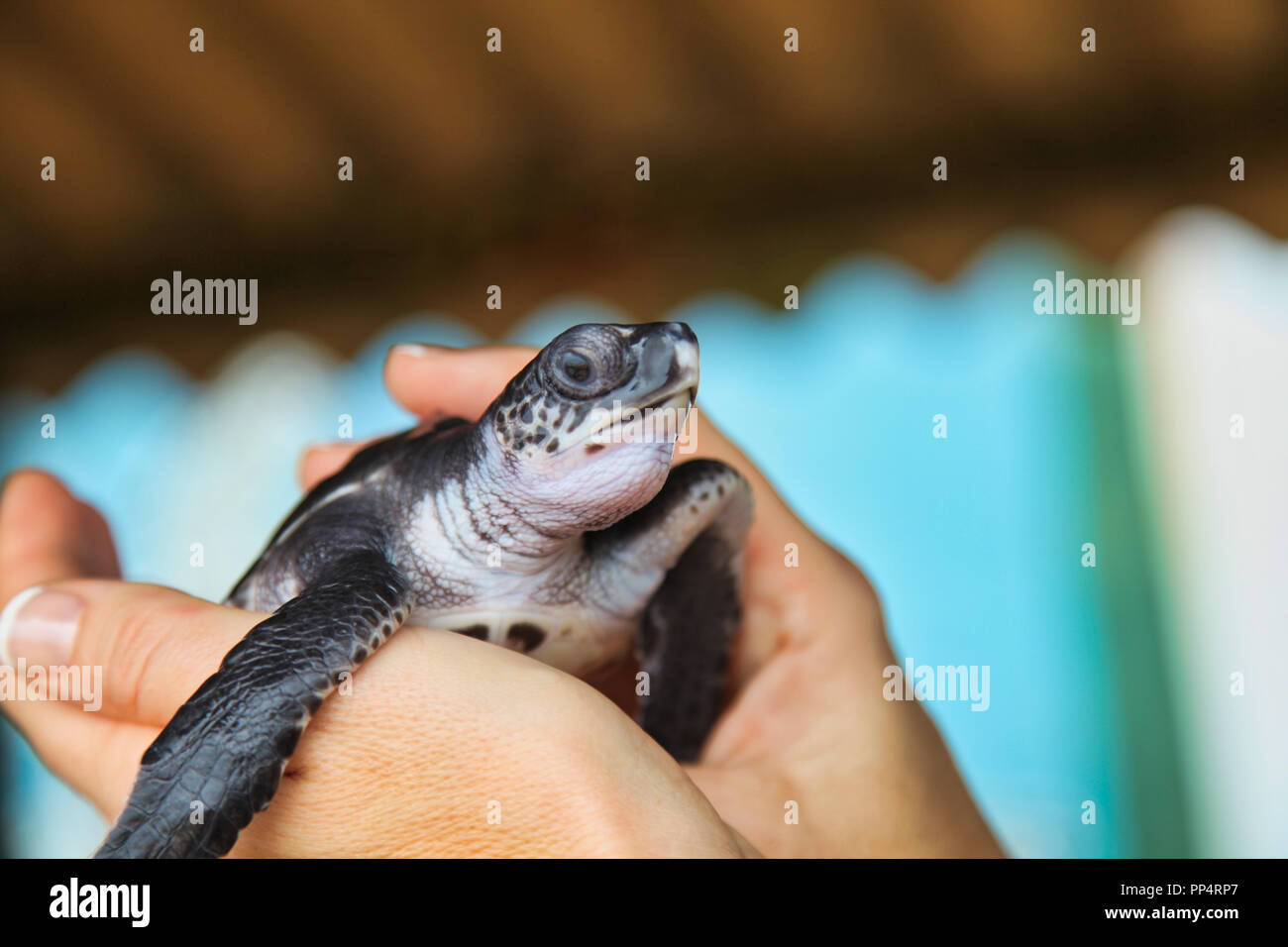 Frisch geschlüpfte Schildkröte Stockfoto