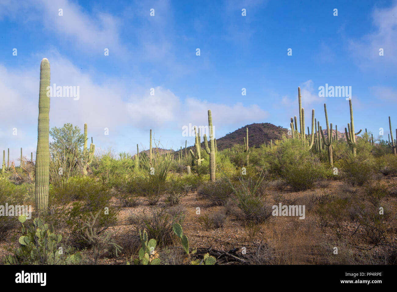 Saguaro Kaktus in Saguaro National Park West in den Morgen Stockfoto
