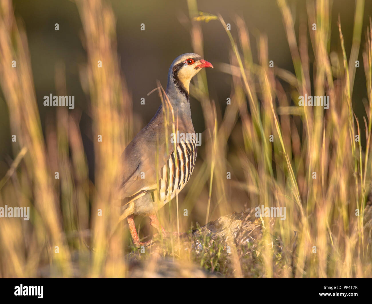 Wilde Vögel Stockfoto