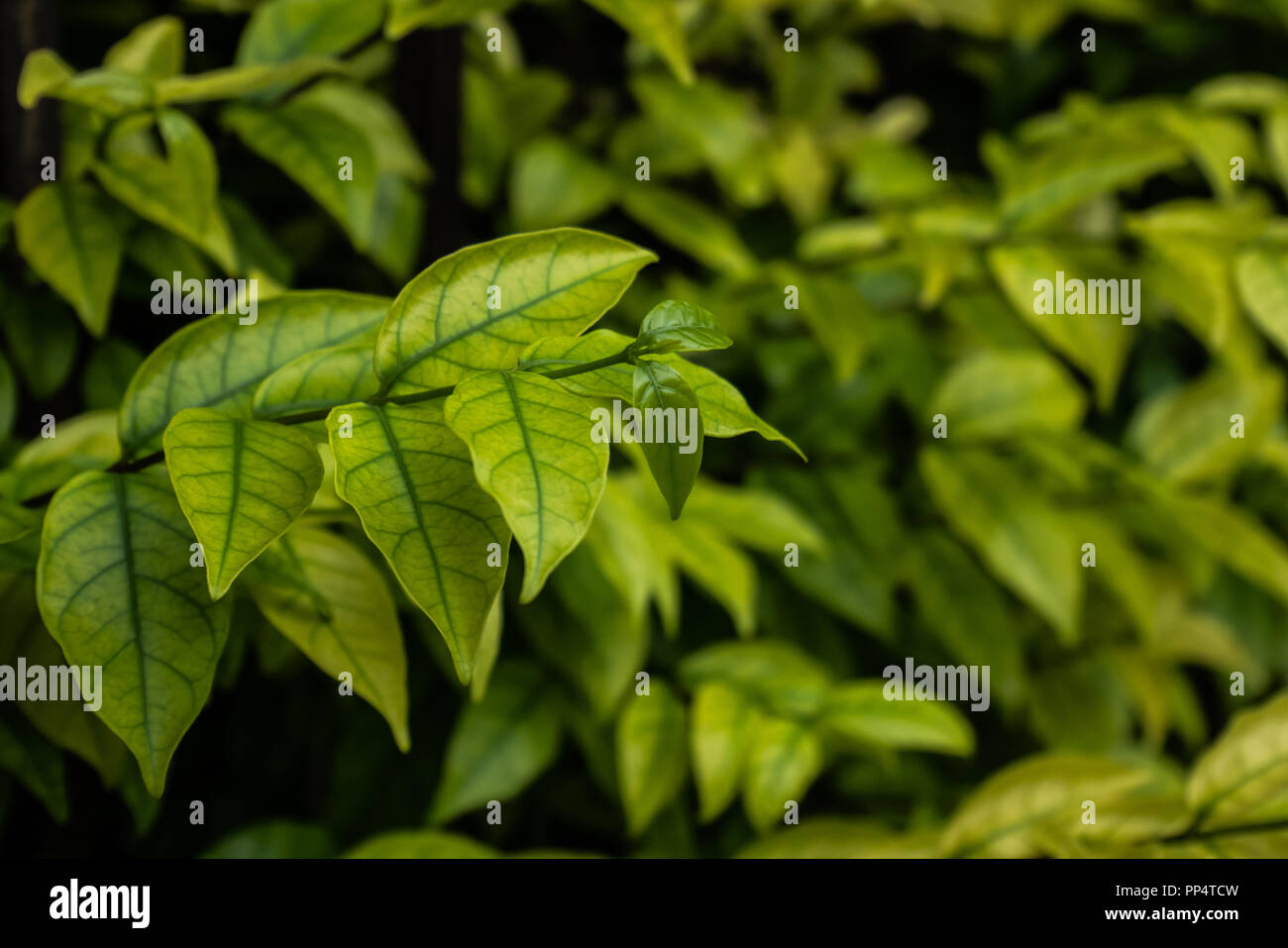 Grüne Blätter Hintergrund Stockfoto