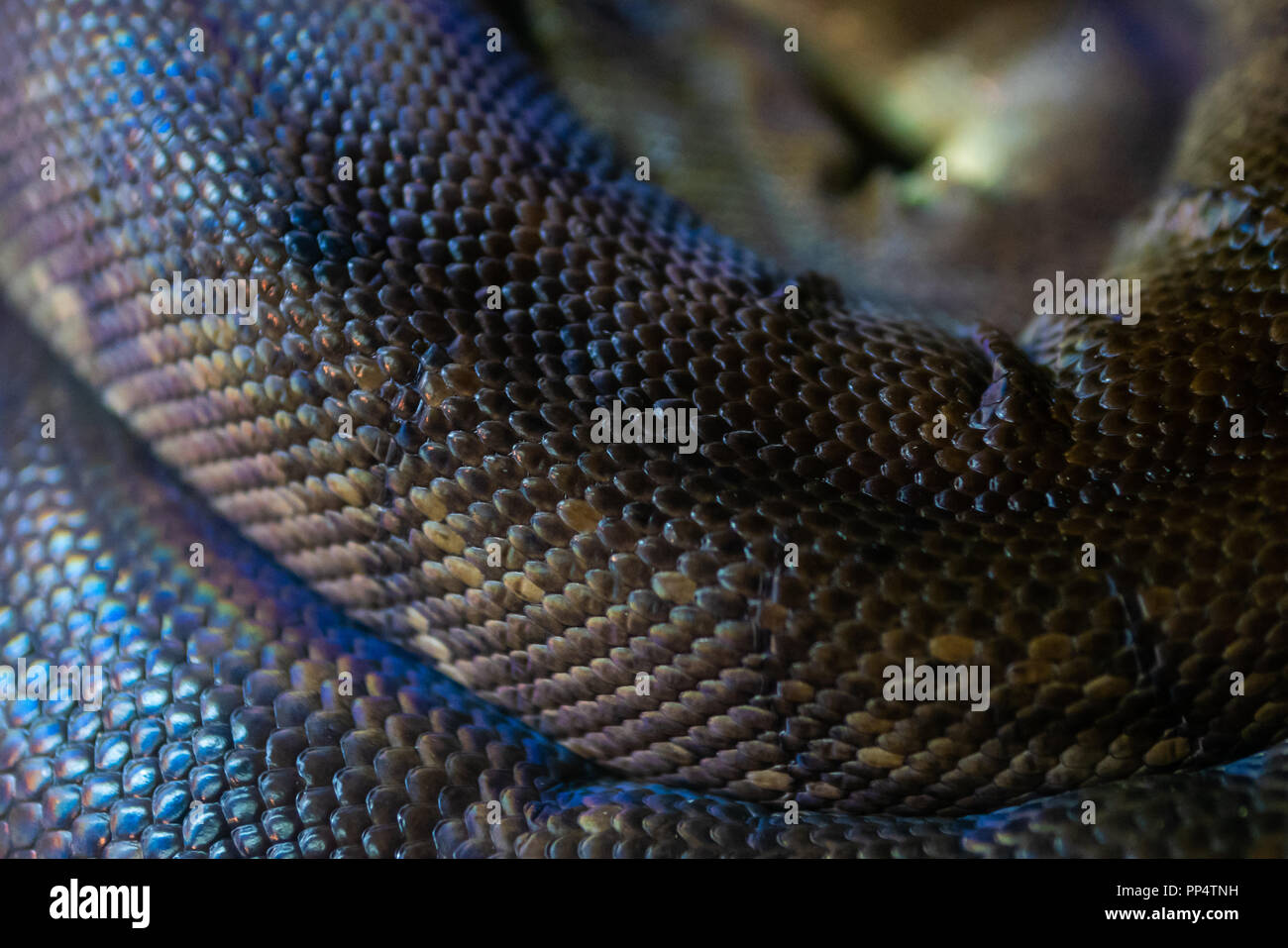 Macklot Python Haut Textur Stockfoto
