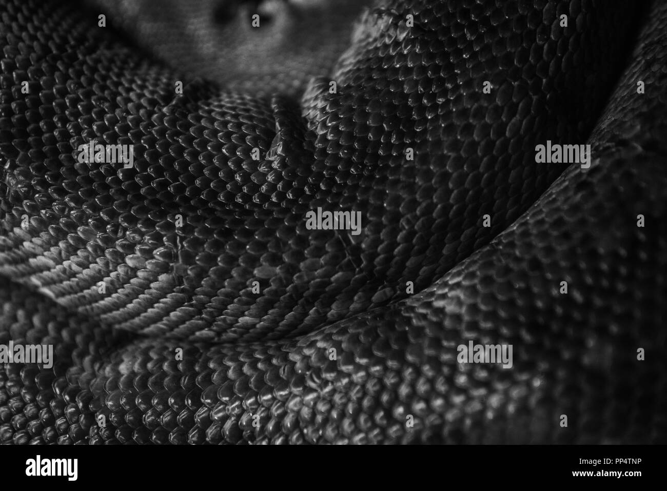 Python Hautbild in Schwarz und Weiß Stockfoto
