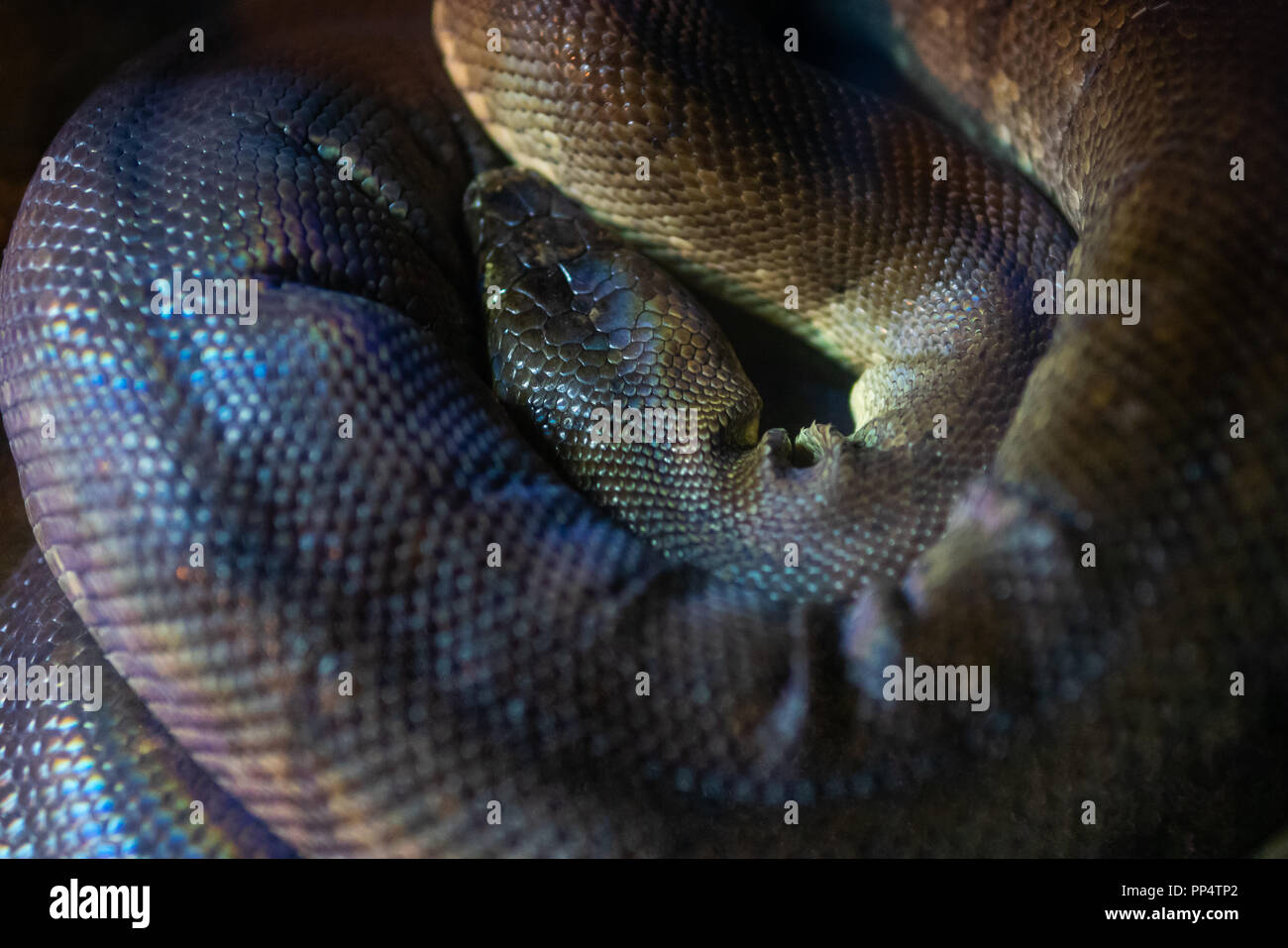 Spiralkabel Macklot Python Stockfoto