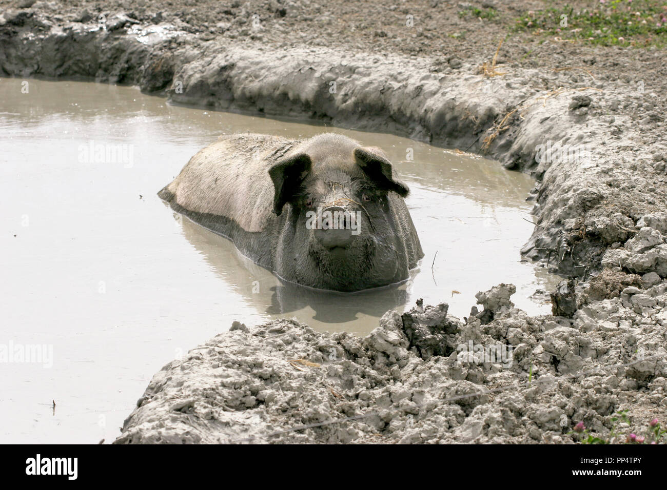 Die FREILANDHALTUNG von Schweinen grub in einem Pool Stockfoto