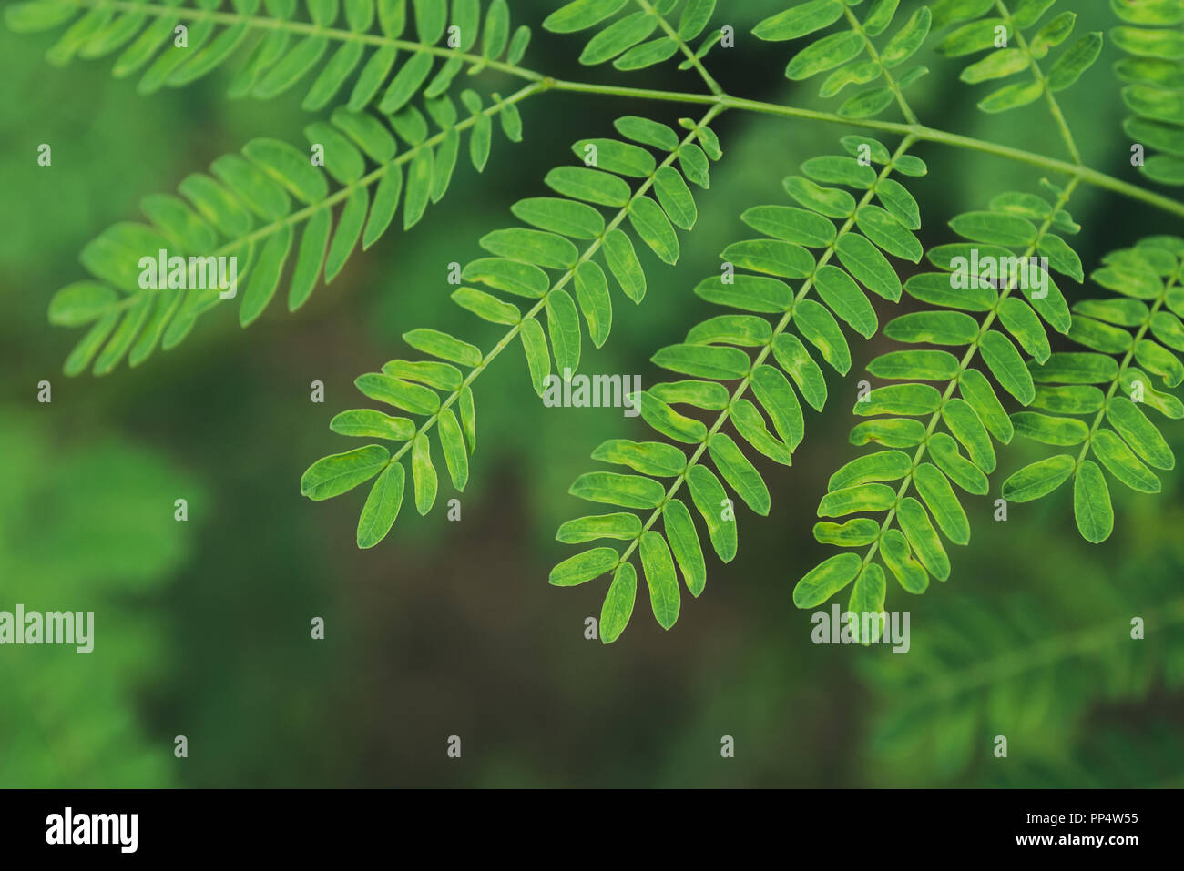 Grüne Blätter Hintergrund Stockfoto
