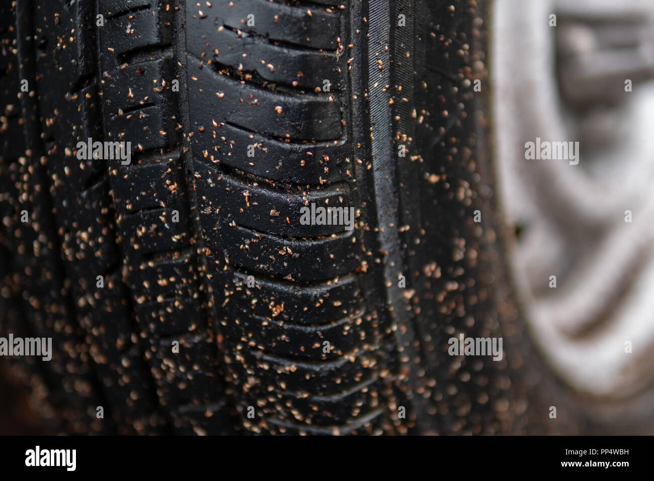 Nassen und verschmutzten Reifen nach einer Fahrt im Regen Stockfoto