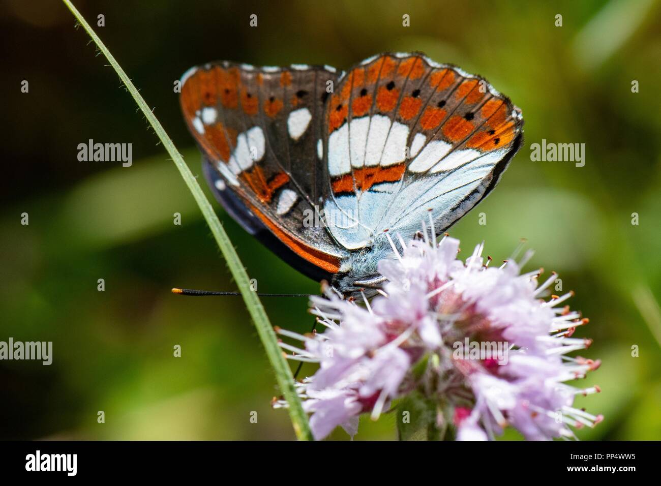 Southern White Admiral Schmetterling Unterseite Stockfoto