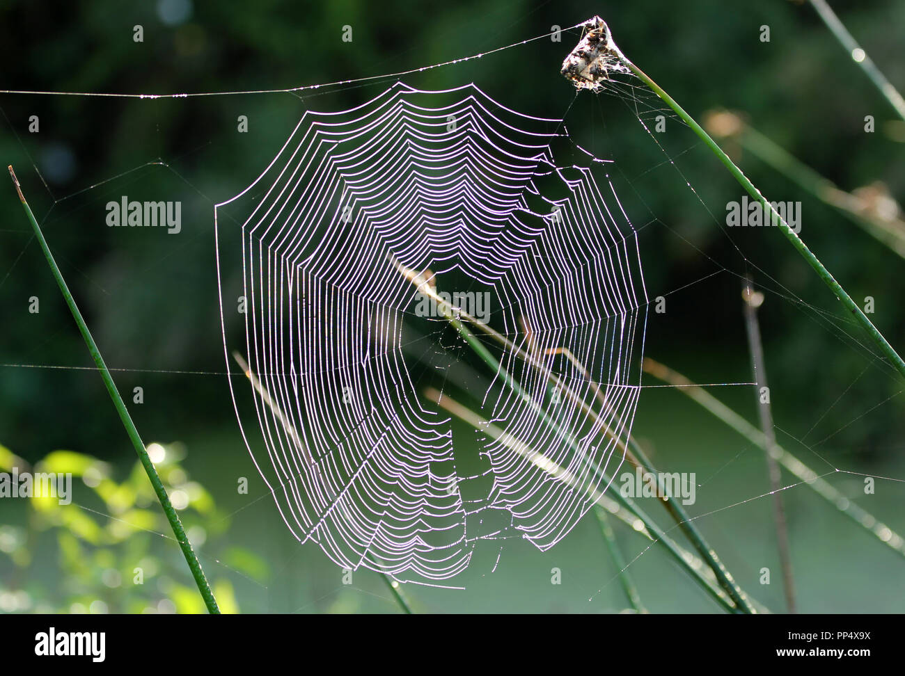 Morgentau Spinnweben Stockfoto