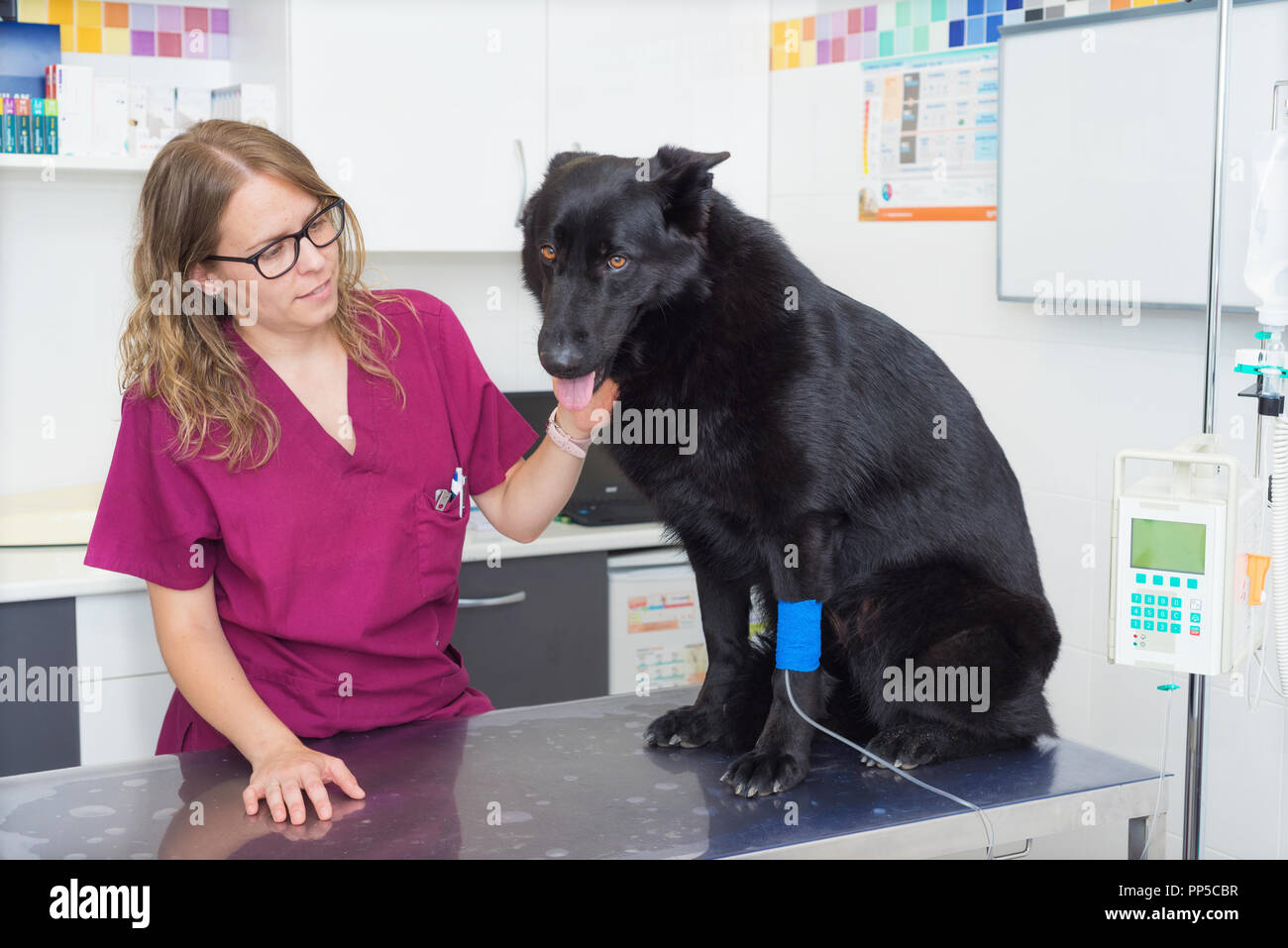 Hund in der Tierklinik, an der schon eine intravenöse Infusion  Stockfotografie - Alamy
