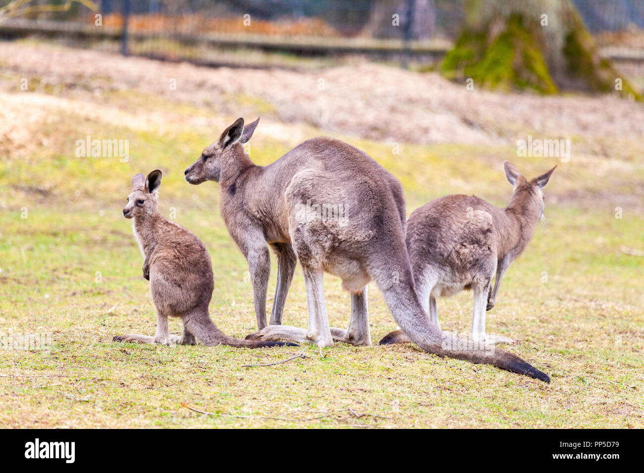 Kangaroo Familie auf Grünland in einem Park Stockfoto