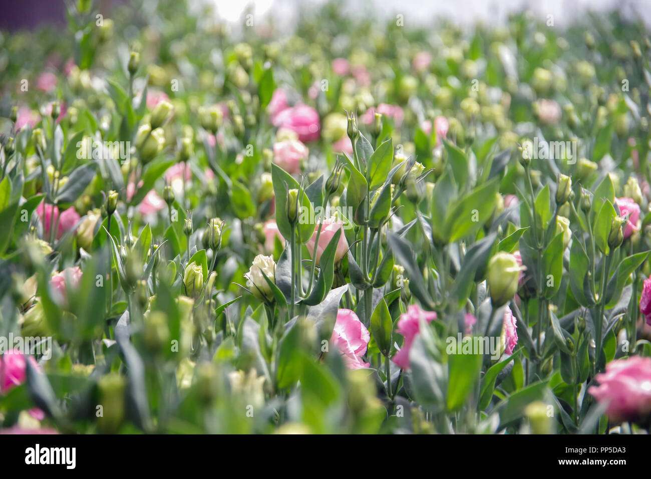 Hintergrund Mit lisianthus Blume oder auspicious Blumen Bauernhof Stockfoto