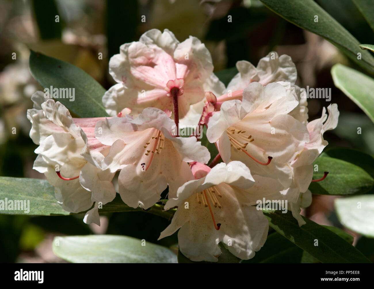 Rhododendron 'Chelsea 70' Stockfoto
