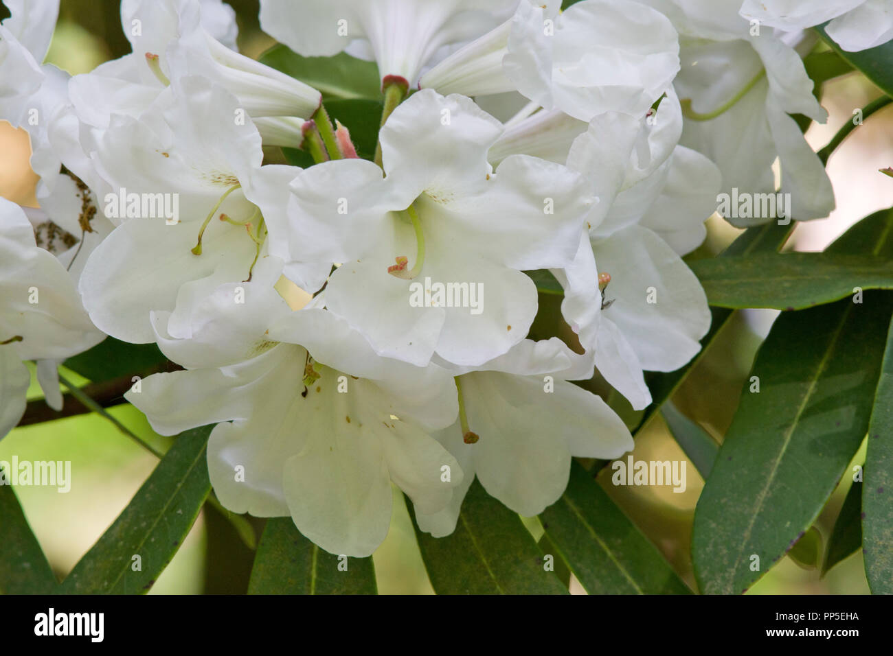 Rhododendron Anstand subsp diaprepes Stockfoto