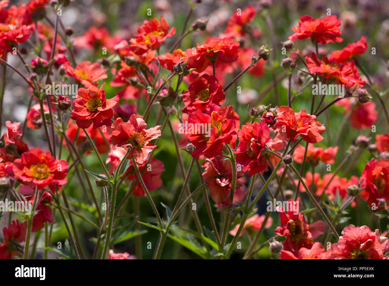 Geum Scarlet Tempest Stockfoto