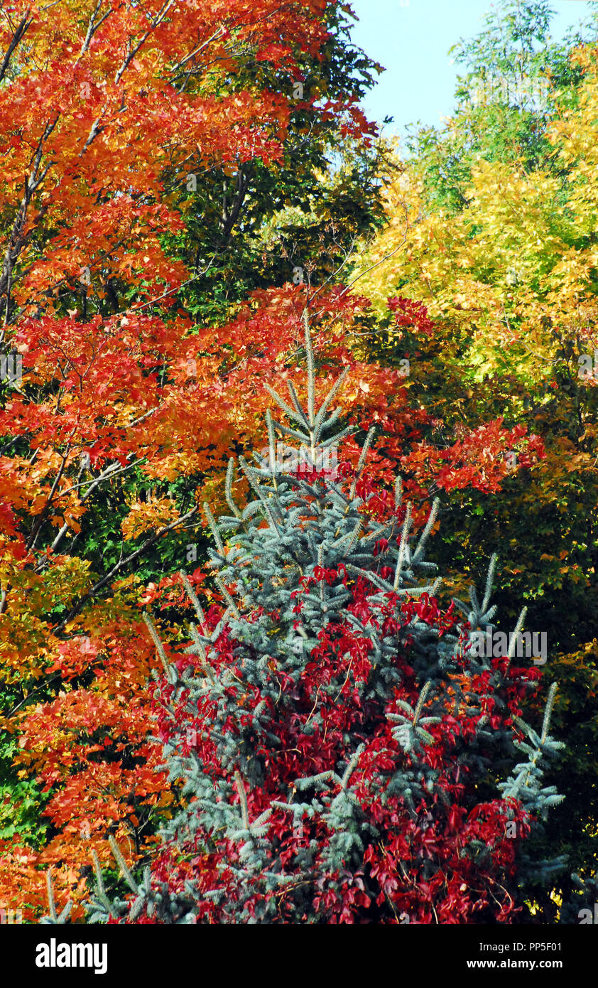 Thanksgiving und Weihnachten in einem. Und bewundern Sie die Farben des Herbstes in Upstate NY, dort war es, eine live Blue Spruce in natürlichen Putz eingerichtet Stockfoto