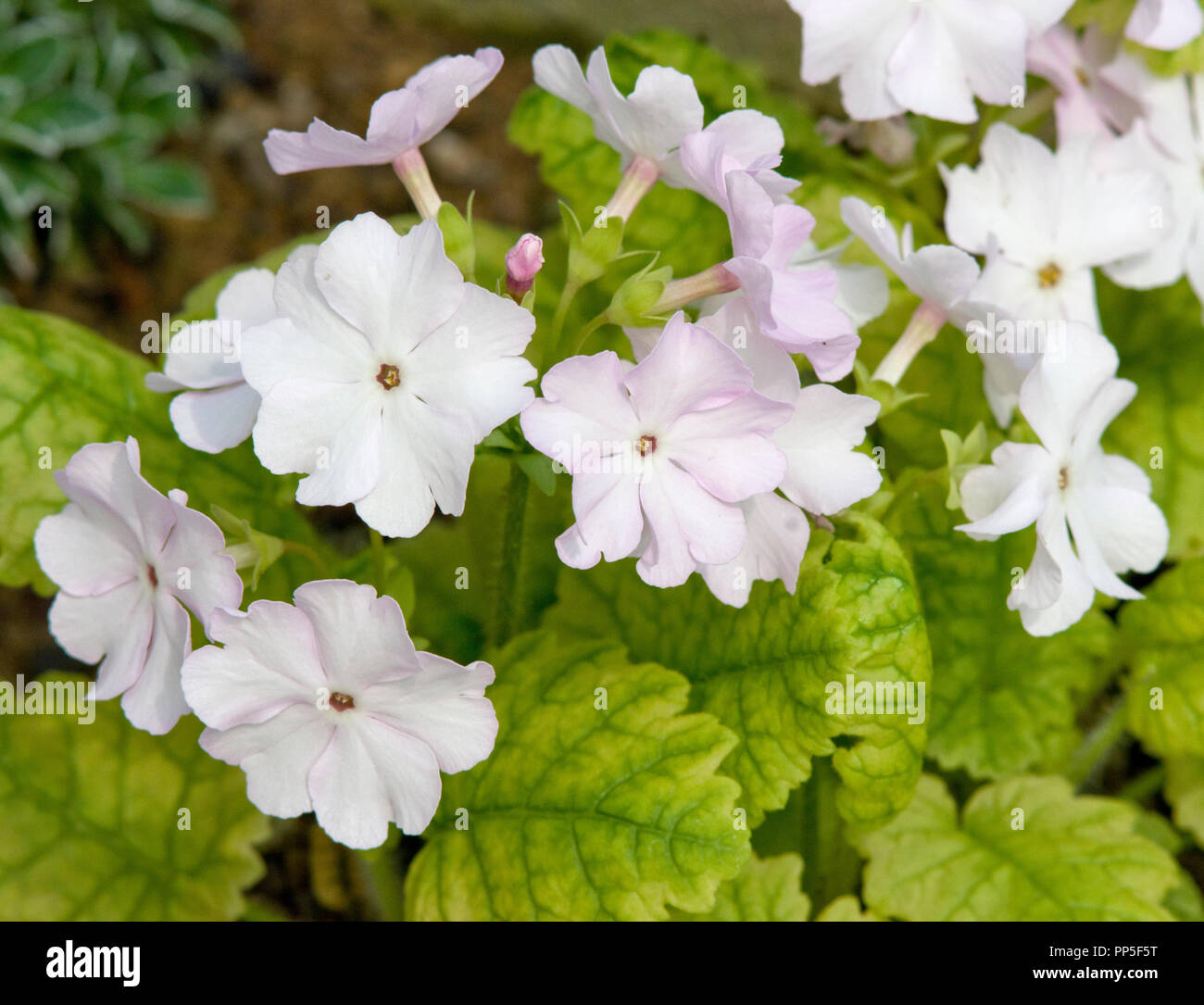 Primula sieboldii Stockfoto