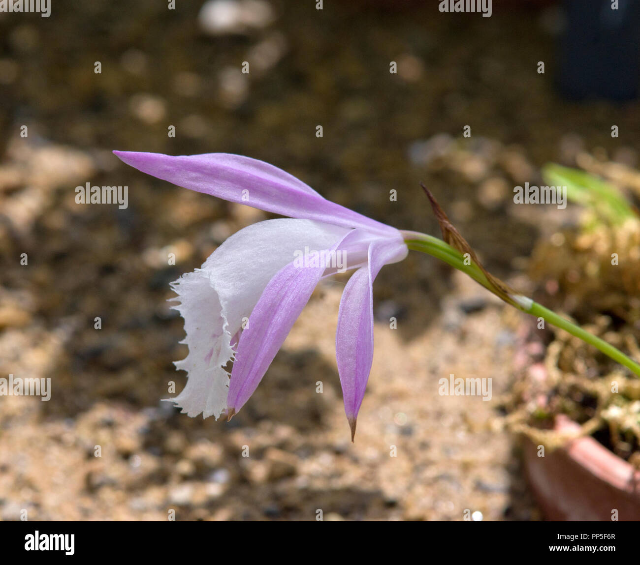 Pleione formosana "Rossini" Stockfoto