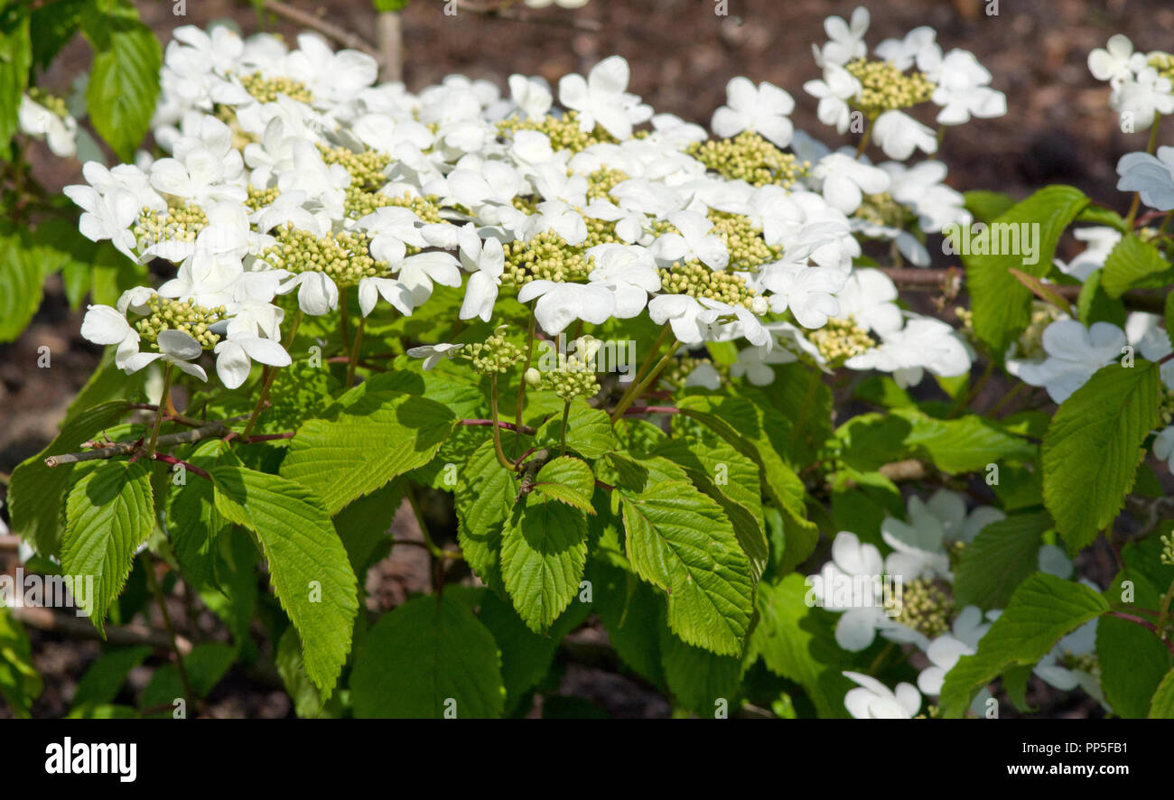 Viburnum Plicatum F. Hornkraut 'Mariesii' Stockfoto