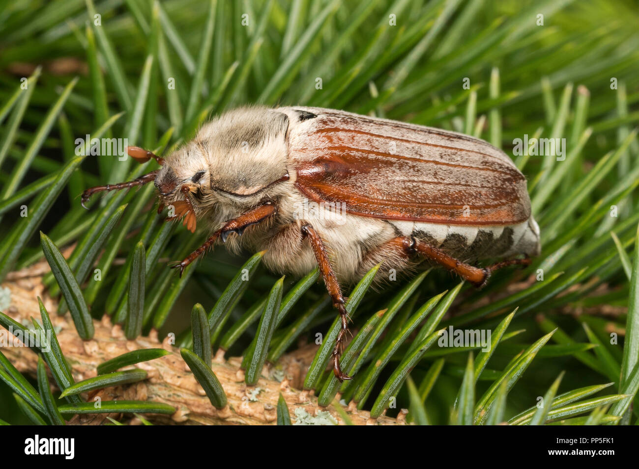Gemeinsame Maikäfer (Melolontha melolontha) ruhen in Kiefer. Tipperary, Irland Stockfoto
