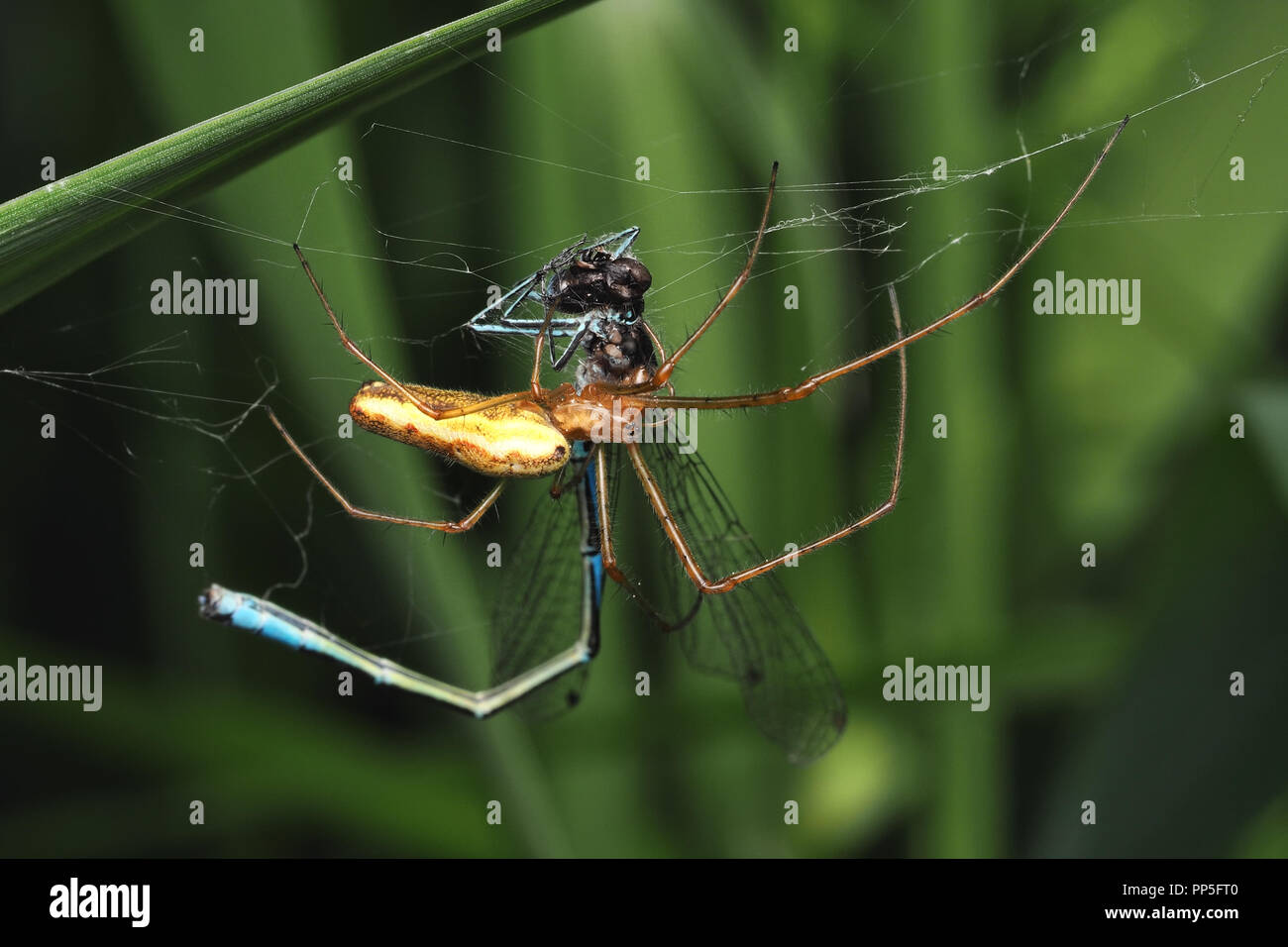 Stretch Spinne (Tetragnatha sp.) mit seinen damselfly Beute. Tipperary, Irland Stockfoto