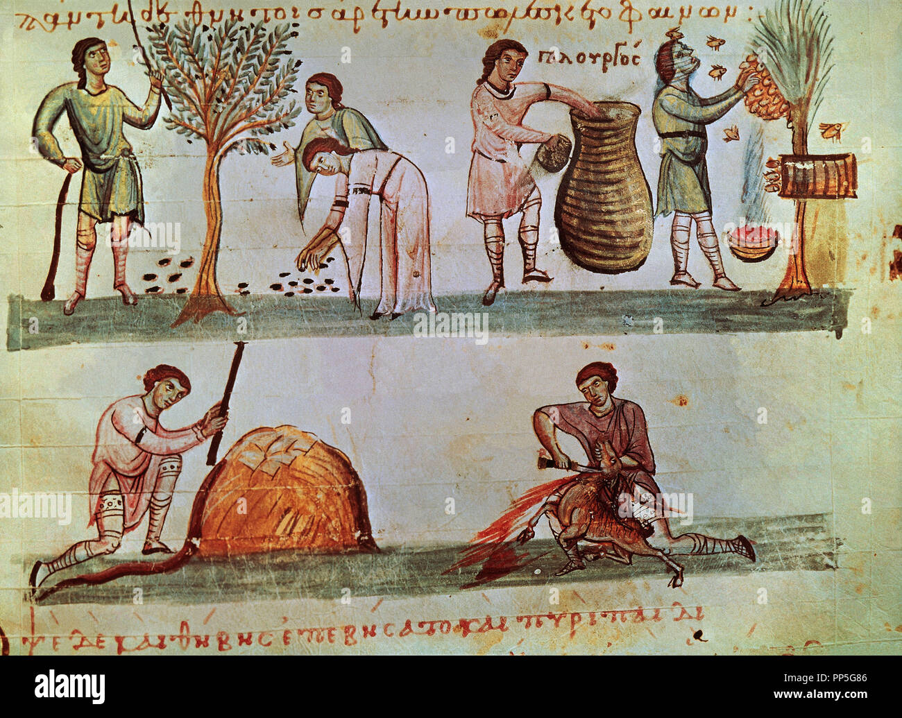 MANUSCRITO - PAG ILUSTRADA - TRABAJOS DE OTOÑO - RECOLECCION DE FRUTA Y MIEL - SACRIFICIO. Autor: OPPIANO. Lage: BIBLIOTECA MARCIANA O DE SAN MARCOS. Venedig. ITALIA. Stockfoto