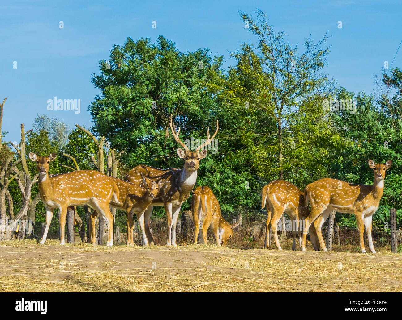 Tier Familien Portrait von einem Hirsch mit nicht gemeinsam in einer Natur Landschaft Szene Stockfoto