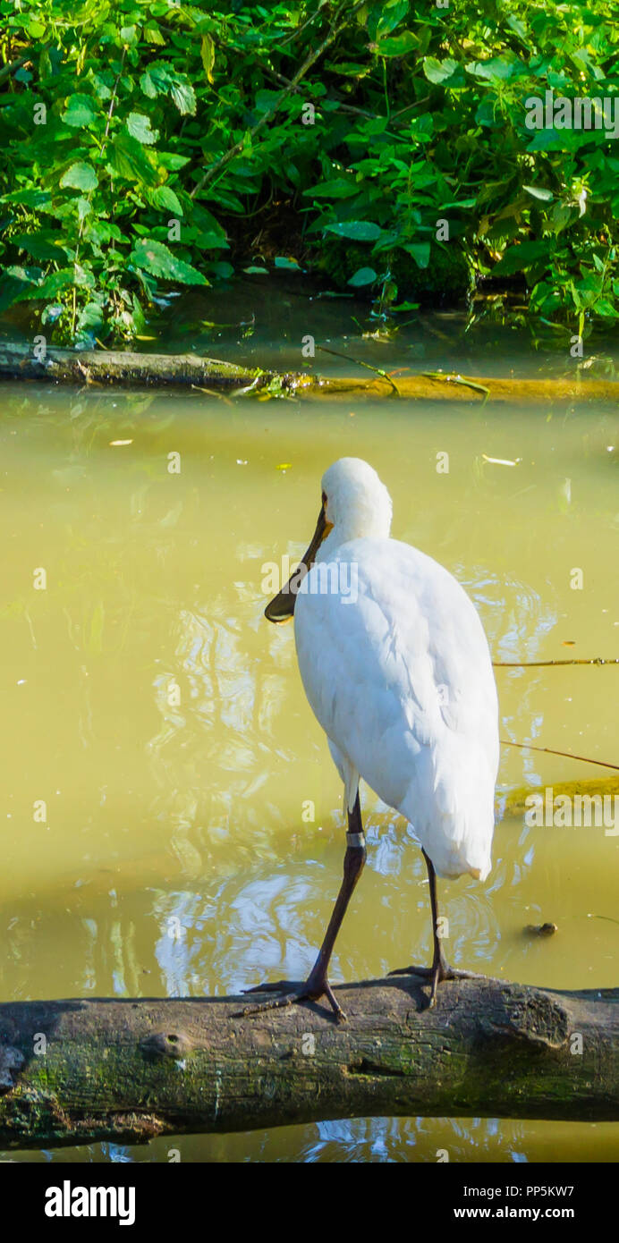 Weißer Löffler Vogel sitzt auf einem Ast am Wasser See von hinten Stockfoto