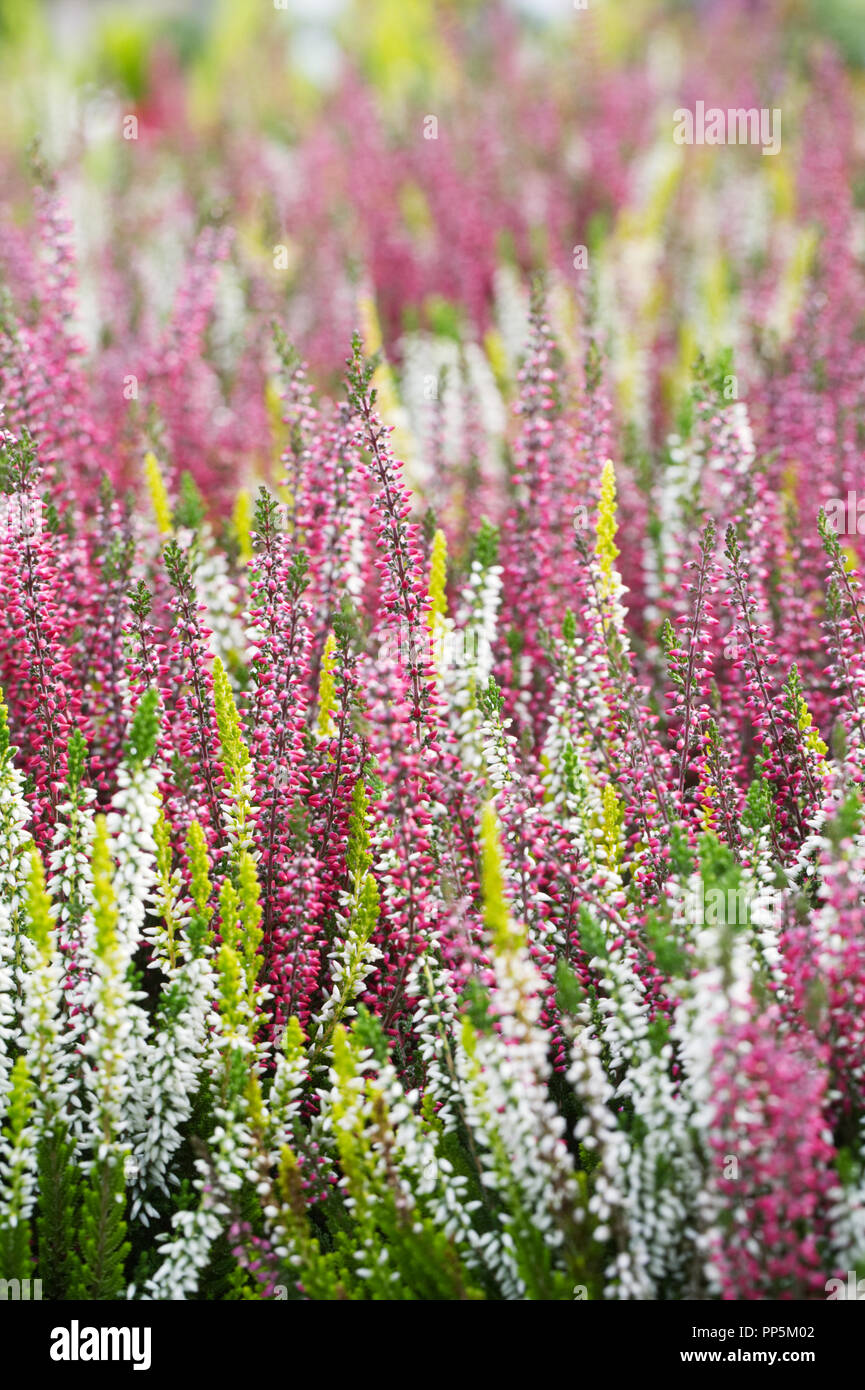 Calluna vulgaris 'Beauty Damen Blumen. Stockfoto