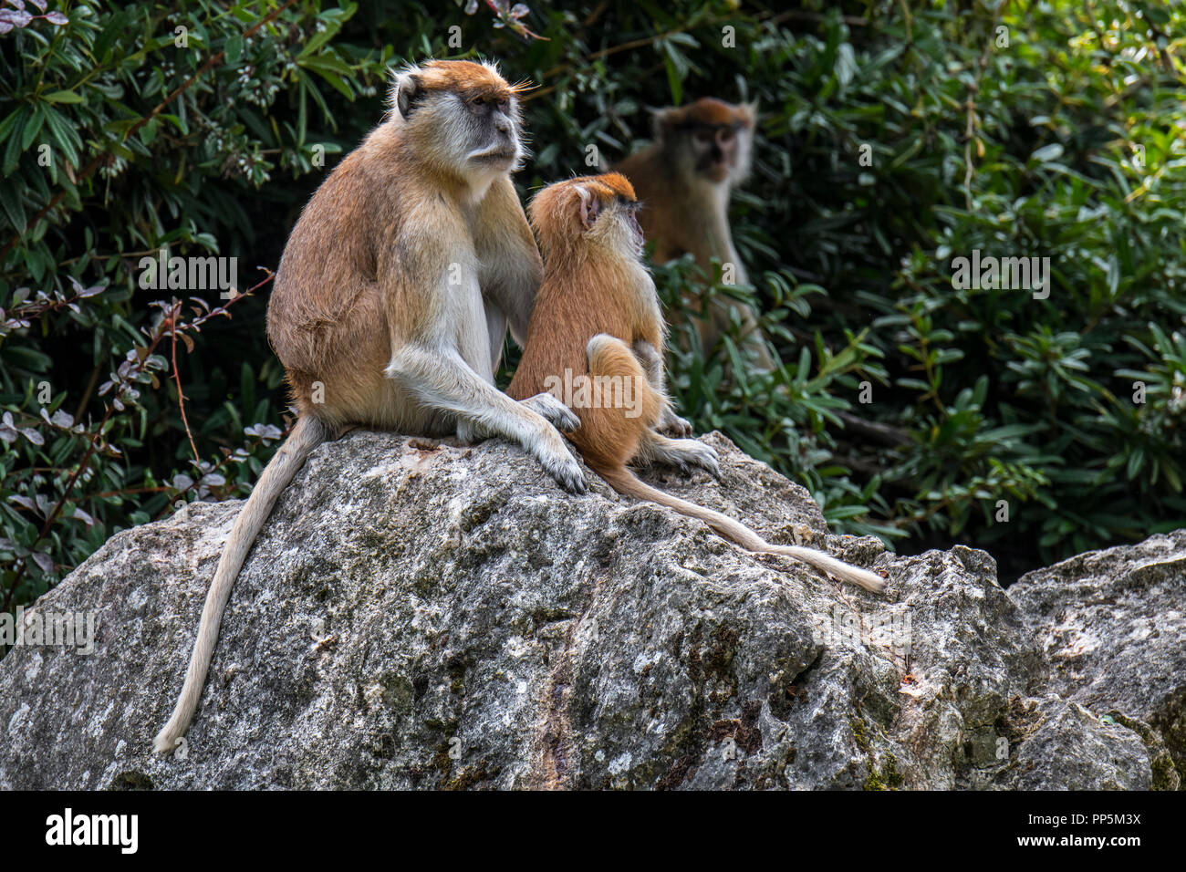 Husarenaffe/Wadi Monkey/hussar Monkey (Erythrocebus patas) mit Jungen, die in West- und Ostafrika Stockfoto
