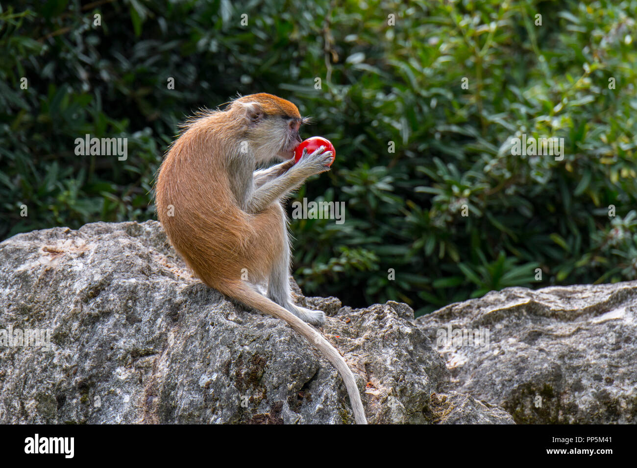 Husarenaffe/Wadi Monkey/hussar Monkey (Erythrocebus patas), beheimatet in West- und Ostafrika, das Essen der Frucht auf Felsen Stockfoto