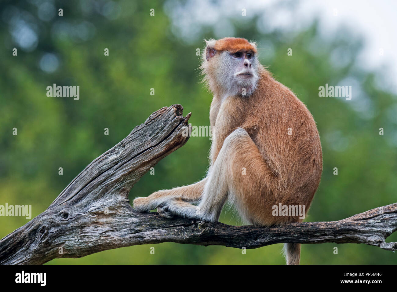 Husarenaffe/Wadi Monkey/hussar Monkey (Erythrocebus patas) in West- und Ostafrika Stockfoto