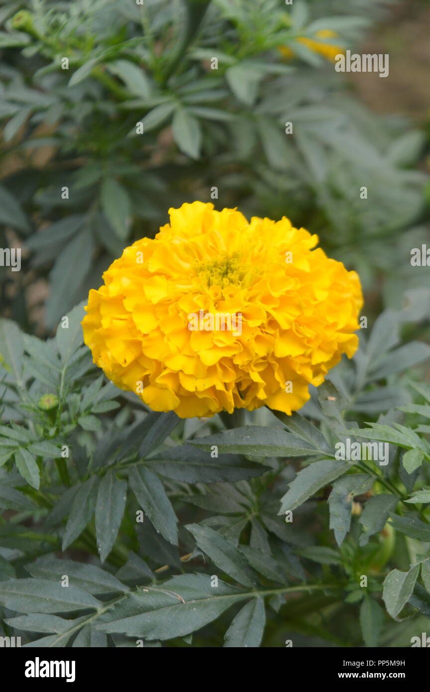 Gelber Hintergrund blur Effekt mit Sonnenlicht Stockfoto