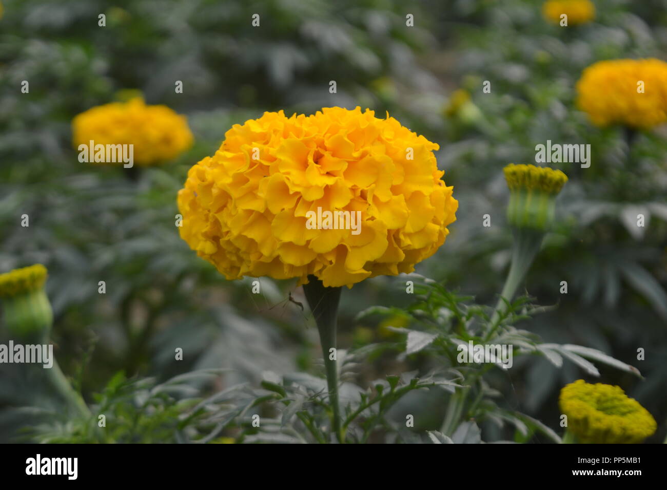 Gelbe blumen in Sonnenlicht mit unscharfen Hintergrund Stockfoto