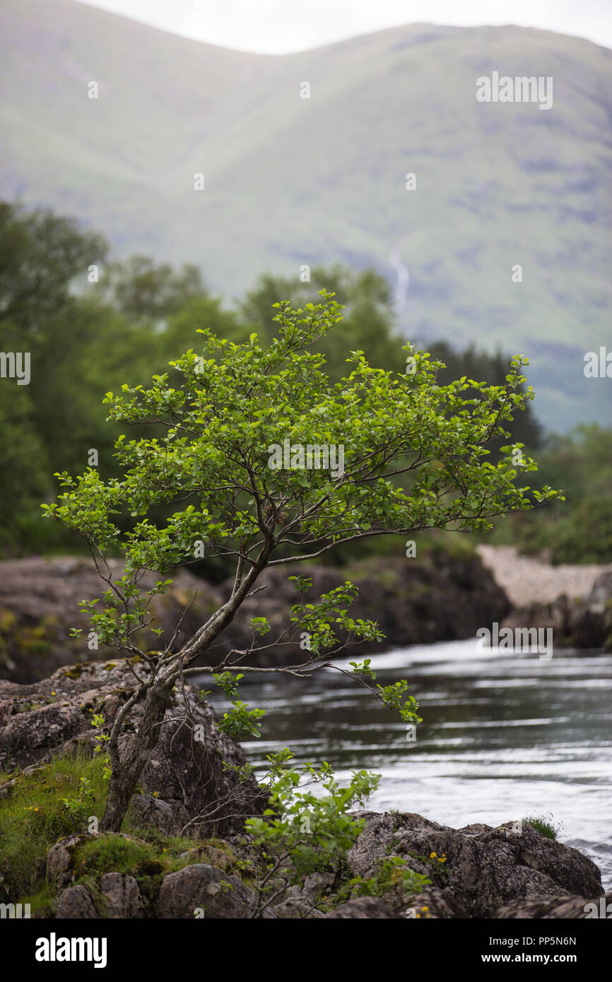 Buche am Ufer des Flusses Etive, Glen Etive, Schottland Stockfoto