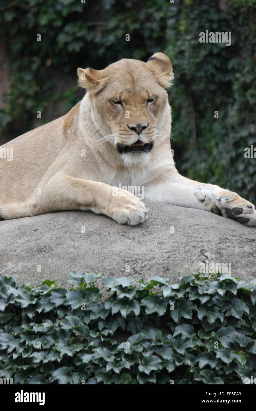 Felis Leo Stockfotos und bilder Kaufen Alamy