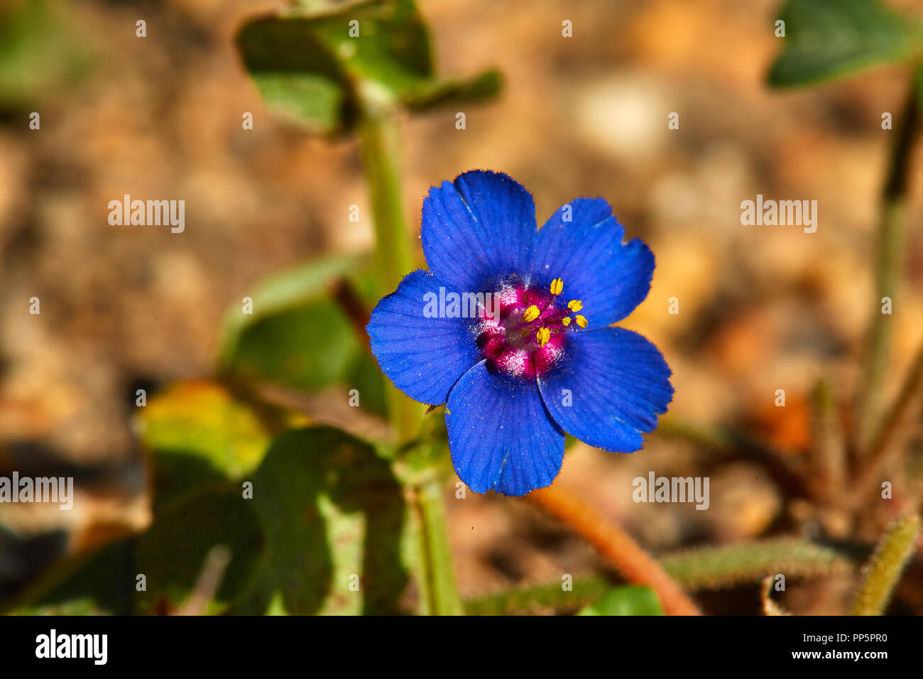 Blau Pimpernel Stockfoto