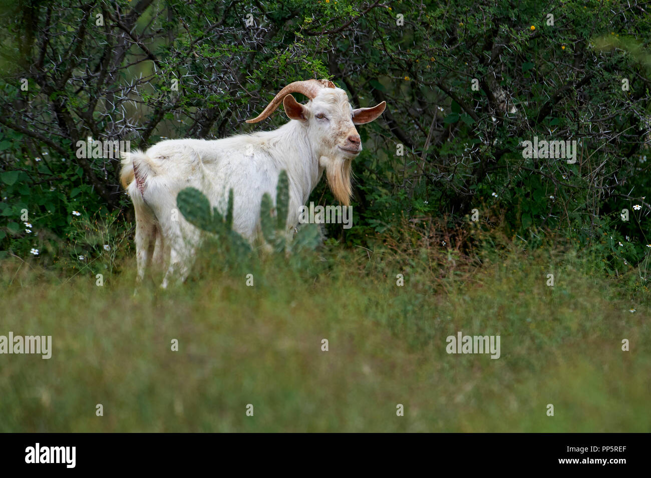 Ziegen grasen in der Sierra de San Juan Cosala Hügeln oberhalb der Chapala See, Jalisco, Mexiko Stockfoto