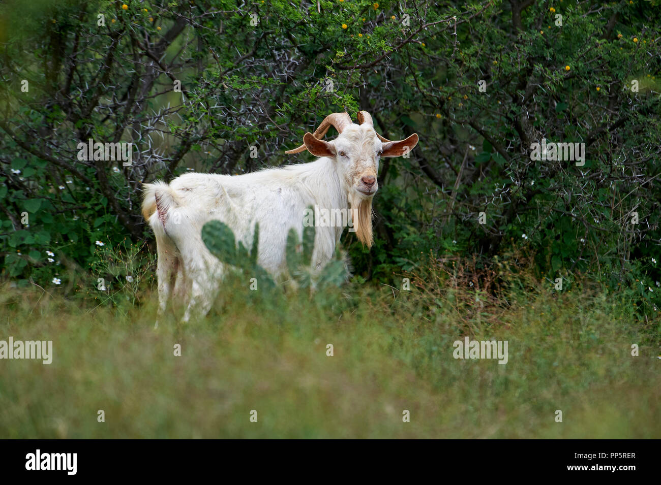 Ziegen grasen in der Sierra de San Juan Cosala Hügeln oberhalb der Chapala See, Jalisco, Mexiko Stockfoto