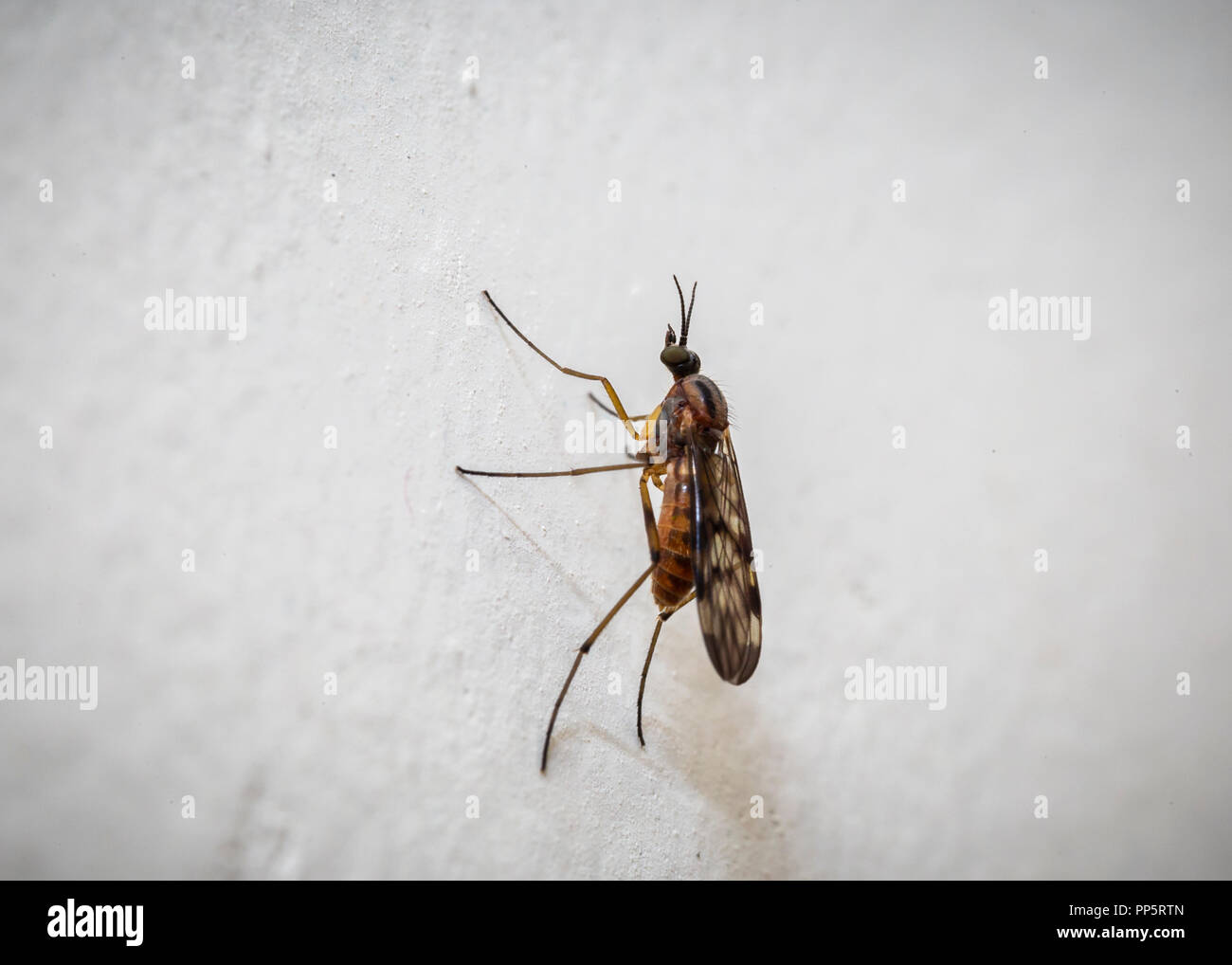 Makroaufnahme einer Mücke Stockfoto