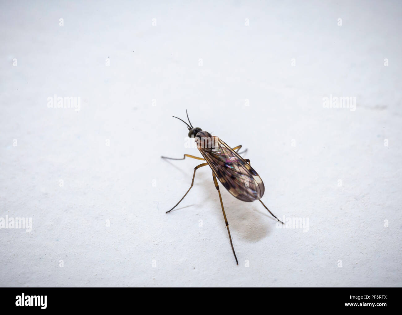Makroaufnahme einer Mücke Stockfoto