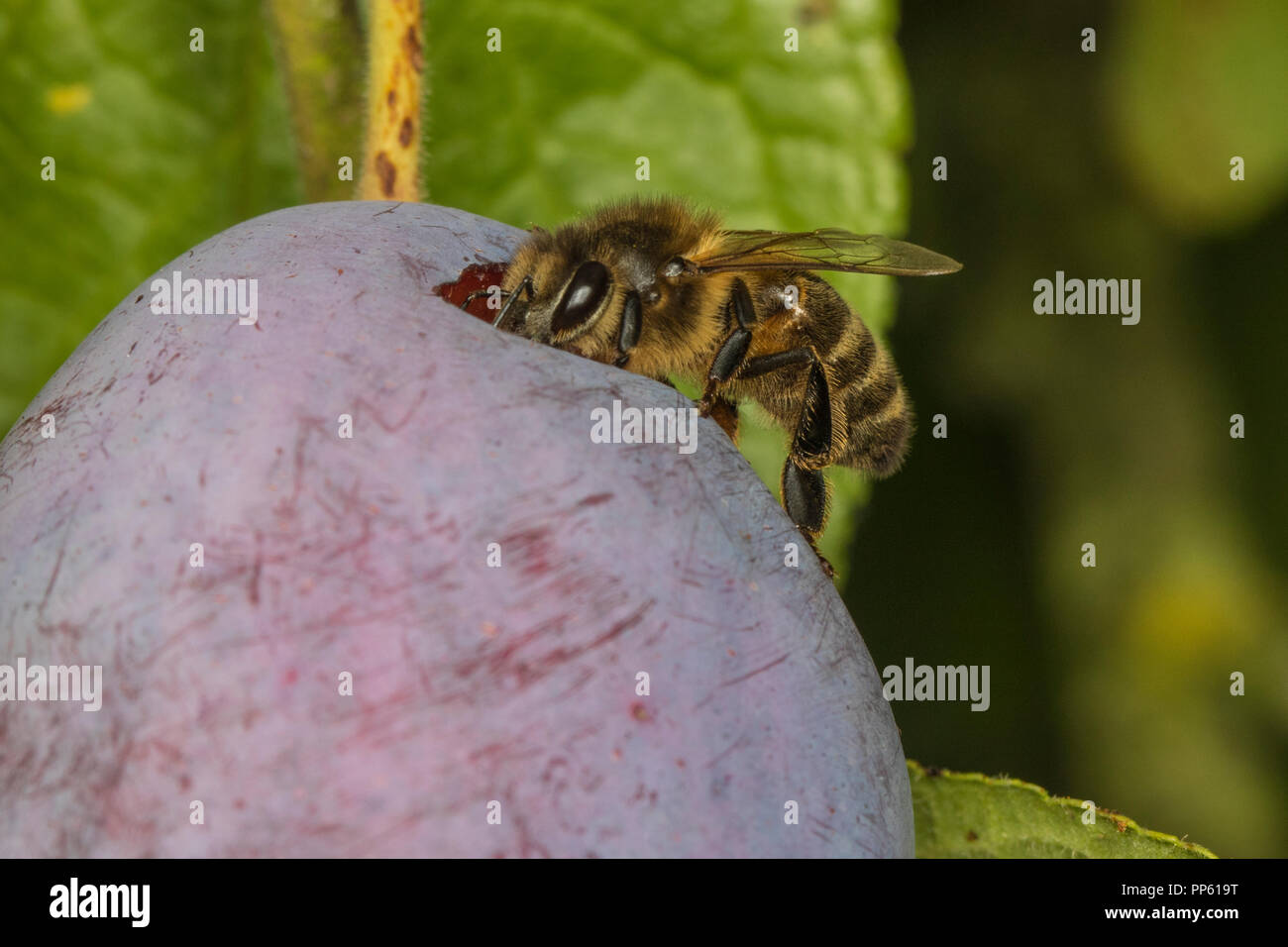 Die westliche Honigbiene (Apis mellifera) Fütterung mit Pflaume, Cambridgeshire, England Stockfoto