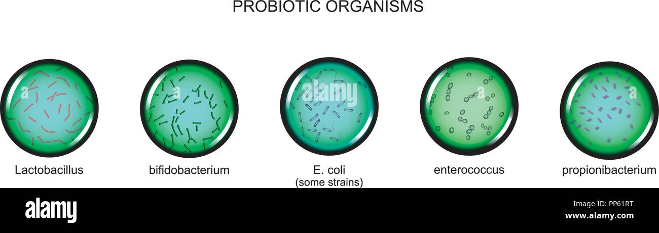Vector Illustration von probiotischen Mikroorganismen, Vergrößerung unter dem Mikroskop Stock Vektor