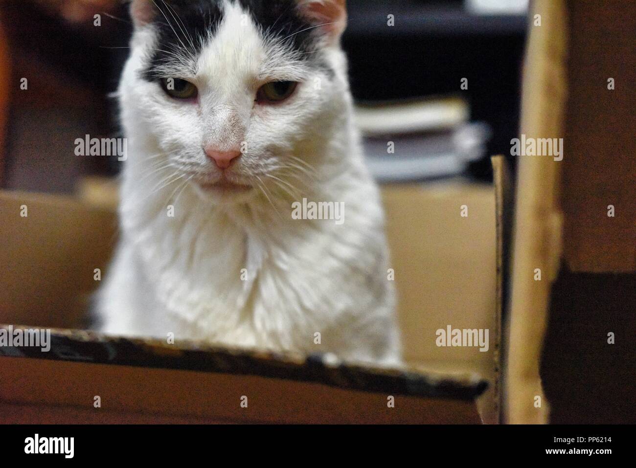 Eine Susse Weisse Katze Mit Schwarzen Flecken Posiert Fur Die Kamera Wie Ein Modell In Einem Karton Stockfotografie Alamy